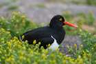 A Magellanic oystercatcher resting on the ground Sea Lion Island-Falkland Islands Art Print